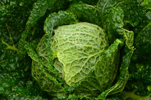 Single Savoy cabbage growing in a vegetable garden with firm texture leafs.