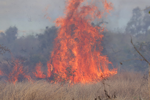 Albion, Mauritius - September 05, 2022: Burning dry grass during winter season in Albion, Mauritius.