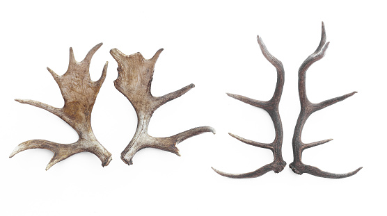 collection of deer antlers isolated on white background