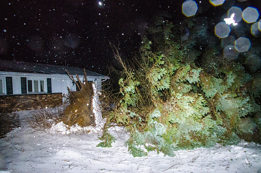 Fallen huge and tall fir tree uprooted by heavy winds during snowstorm in Quebec city at night.\nTaken at high ISO so there are digital noise.