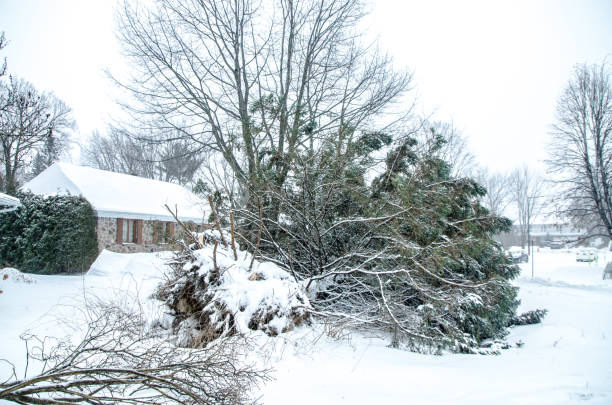 istock Fallen huge and tall fir tree during windy snowstorm 1452158750
