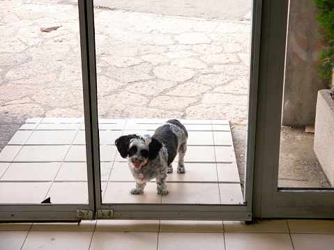 Two colors black and white mixed breed funny dog on the other side of transparent glass sliding door looking straight inside with protruding tongue front view