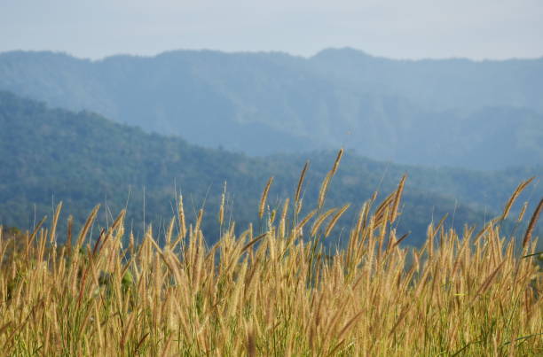 istock grass flower flowing from wind blow on mountain 1452160880