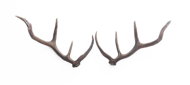 istock Siberian stag horns isolated on white background 1452161114