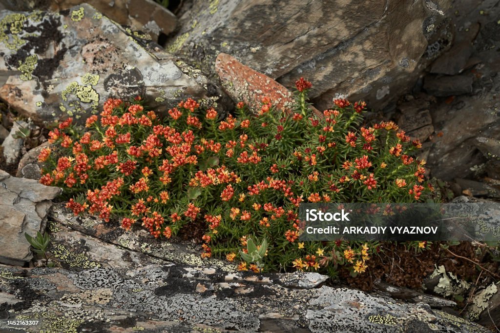 Rhodiola cuadrifida is a medicinal plant that grows among rocks and stones Rhodiola cuadrifida is a medicinal plant that grows among rocks and stones. Red brush, Gorny Altai. Flower Stock Photo