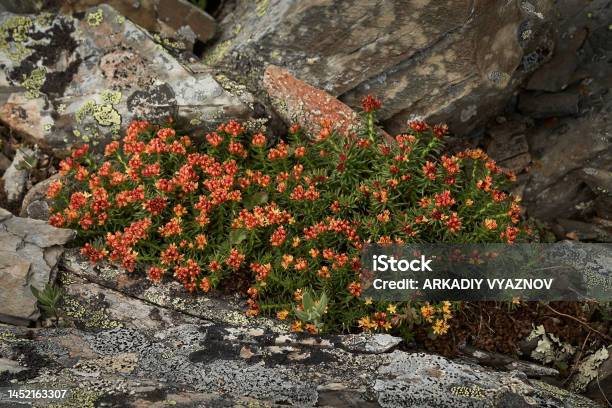 Rhodiola Cuadrifida Is A Medicinal Plant That Grows Among Rocks And Stones Stock Photo - Download Image Now