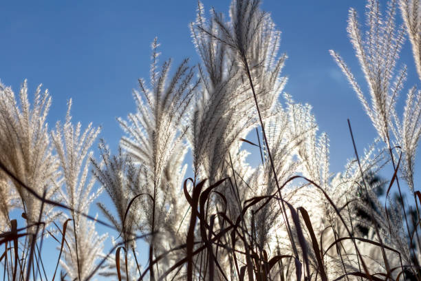istock Mikantus against the sun against the blue sky 1452163372