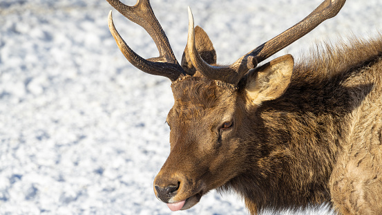 The head of a male maral or wapiti or deer with antlers or horns protruding tongue close-up. Copy space or place for text.