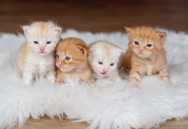 istock Little kittens in the house 1452167266