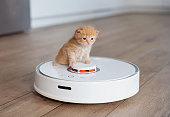 White robot vacuum cleaner washes the floor. little cute ginger kitten