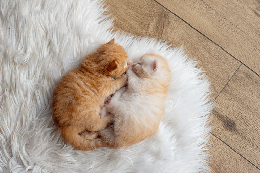 two little cute red kittens. Two cats are hugging Pet. Sleep and cozy sleep. A pet. Young kittens