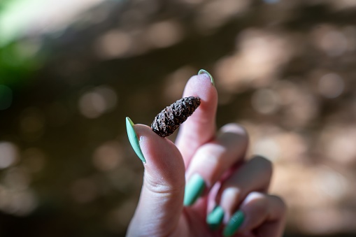 A closeup shot of a woman's fingers holding a small conifer cone.