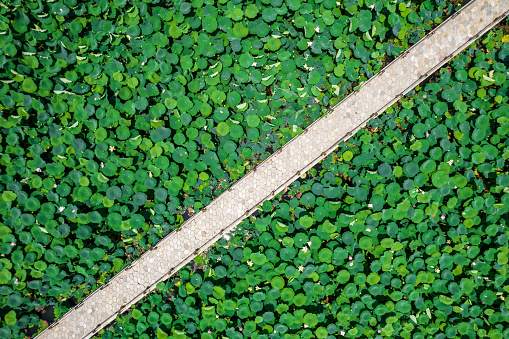 Aerial View of Lotus Leaf