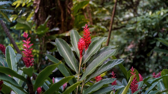 A selective closeup of red ginger flower in a garden