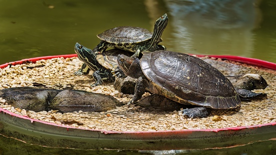 A group of red-eared terrapins (Trachemys scripta elegans)