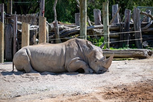 A rhino (Ceratotherium simum) resting in a zoo