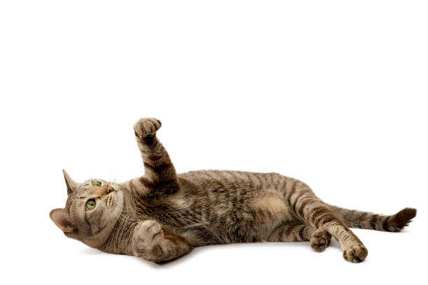 istock Tabby cat lying on the white floor and raising his hands 1452178043