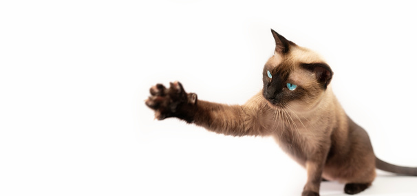 Siamese cat is swiftly catching prey on a white background, mischievous and healthy.