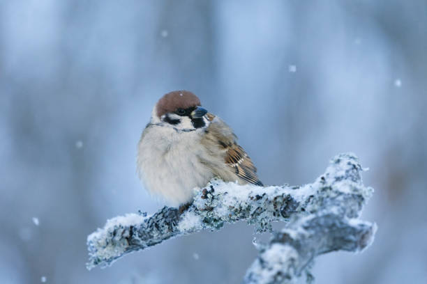 istock Eurasian tree sparrow (Passer montanus) sitting on a snowy branch in light snowfall in winter. 1452179182