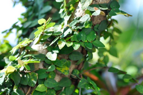 istock ficus pumila or climbing fig 1452179789