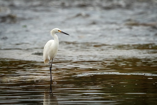 A snowy egret standing in a flowing river just after a storm in Southern California.