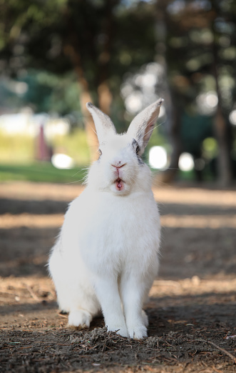 White rabbit in the public park