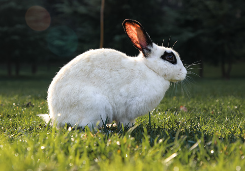 White brown baby bunny standing in the grass and looking at the camera, with nature blurred in the background. Easter animal new born bunny concept. Young brown rabbit in green field in spring.