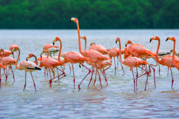 istock Pink flamingo group in Celestun beach 1452187330