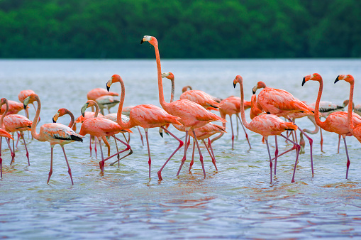 Pink flamingo group in Celestun beach with mangrove forest in background