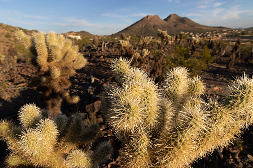 Close-up view of a teddy-bear cholla cactus in the desert on the edge of Phoenix, Arizona. Mountains and a desert landscape are visible in the background