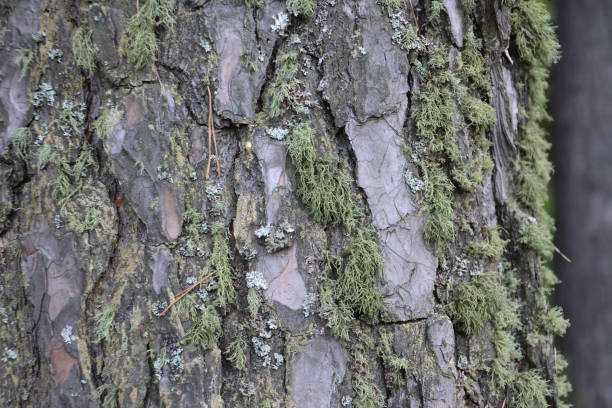 istock bark with moss of pine tree isolated, macro 1452191418