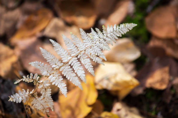 Fern leaf in forest in Autumn
