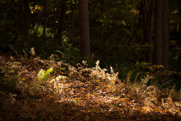 istock Hidden Lake trail in Autumn 1452198123