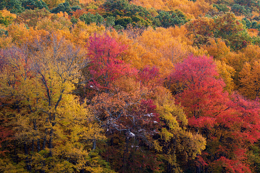 Forest in Autumn, Pennsylvania, USA