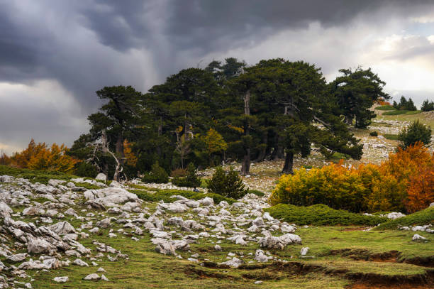 istock Pollino Mount, Gods' Garden, Basilicata Italy 1452202856