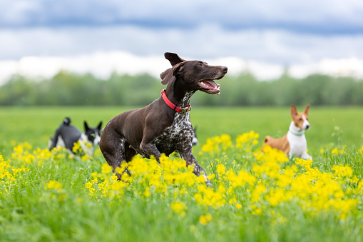 Dogs of the breed short-haired German Pointer (Kurzhaar) and Basenji run across a green field with yellow flowers.