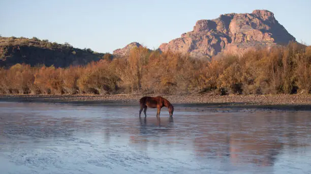 Photo of Early morning view of dun wild horse stallion grazing on eel grass in front of Red Mountain in the Salt River near Mesa Arizona United States