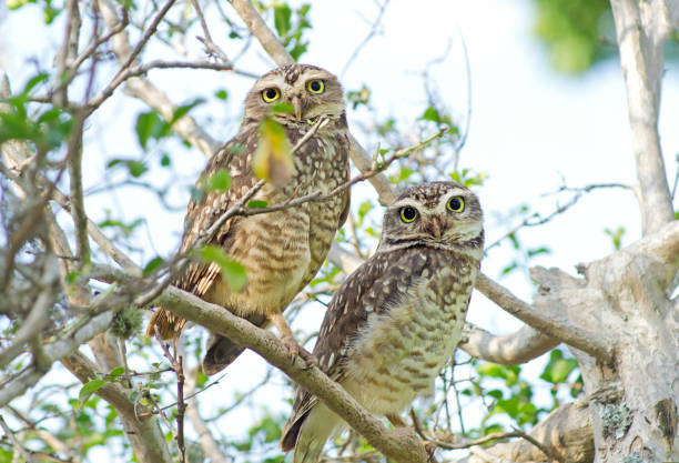 istock Burrowing owl couple among the tree, looking at camera 1452208411