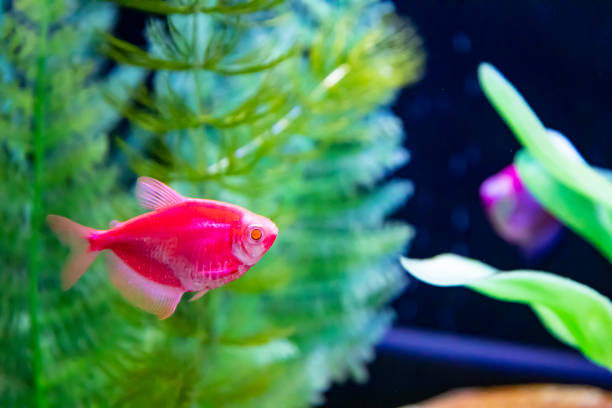 istock Aquarium freshwater fish swimming underwater 1452208909
