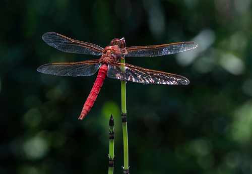 dragonfly posing on a plant