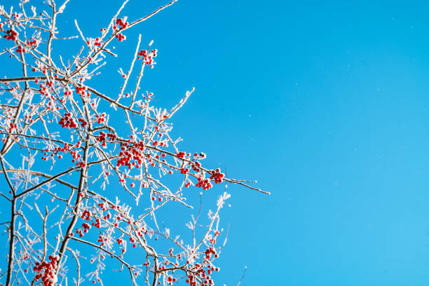 Rowan tree in snow and blue sky, natural winter background. frozen branches with red berries. beautiful winter season concept. cold weather. new year and christmas season