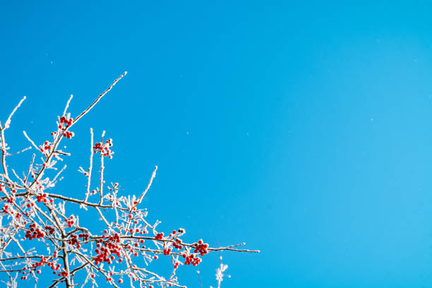 Rowan tree in snow and blue sky, natural winter background. frozen branches with red berries. beautiful winter season concept. cold weather. new year and christmas season