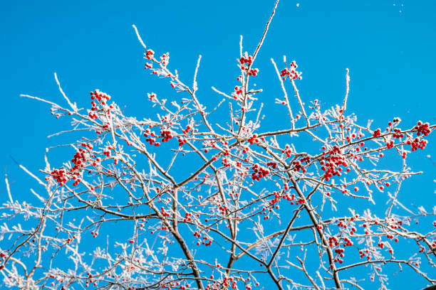 istock Rowan tree in snow, natural winter background, blue sky 1452214085