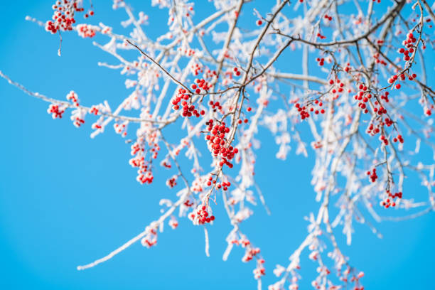 Rowan tree in snow and blue sky, natural winter background. frozen branches with red berries. beautiful winter season concept. cold weather. new year and christmas season