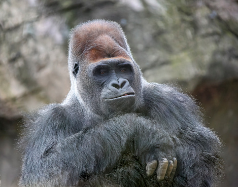 Smile of condescension from huge dominant male gorilla with an ironic look. Emotions on the muzzle of large wild primate of great apes.