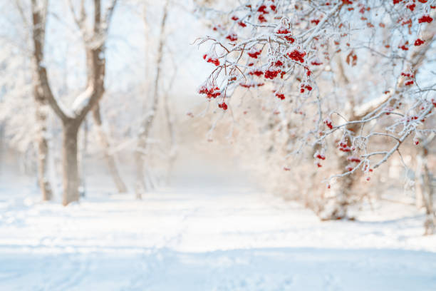 istock Rowan tree in snow, natural winter background 1452214481