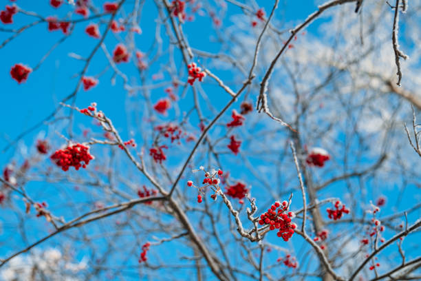 common mountain ash with red, partially withered fruits in a winter setting with a blurred background
