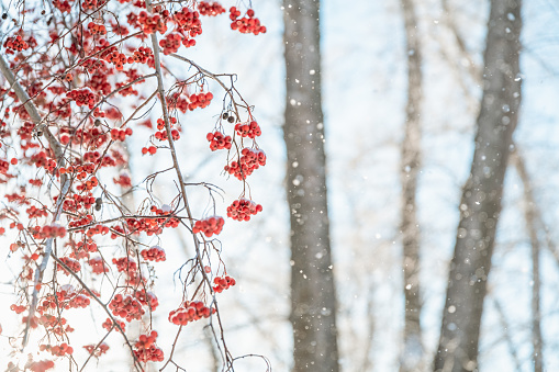 Rowan tree in snow, natural winter background. frozen branches with red berries. beautiful winter season concept. cold weather. new year and christmas season