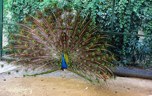 A peacock with an open tail, a beautiful male peacock of magnificent metallic coloration. Peacock feathers, peacock eye.
