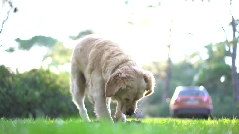 Golden Retriever dog digging hole nature in forest